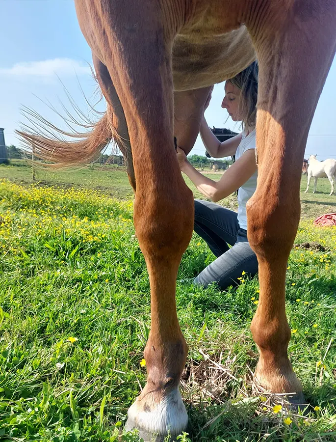 praticien shiatsu cheval saint brevin