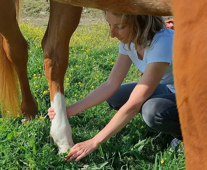 praticien shiatsu cheval saint pere en retz saint viaud vue sainte pazanne