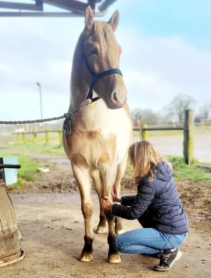 praticien shiatsu cheval saint viaud