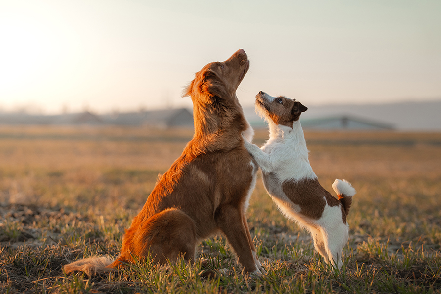 traditional Chinese medicine moxa moxibustion stickse.