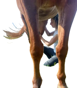 séance shiatsu équin_pays de retz