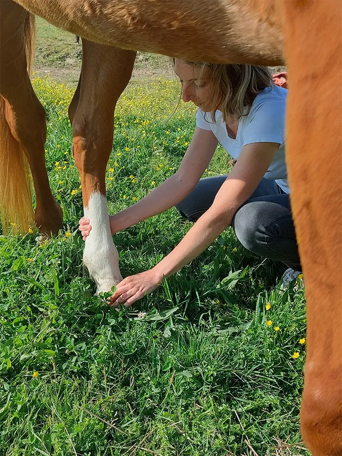 shiatsu equin pays de retz
