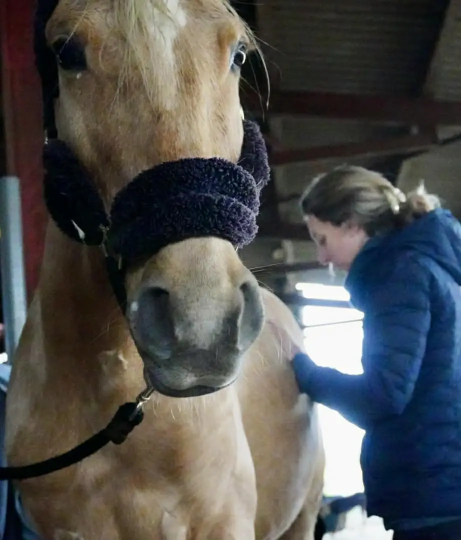 shiatsu sur cheval loire atlantique