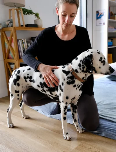 praticien shiatsu chien vue